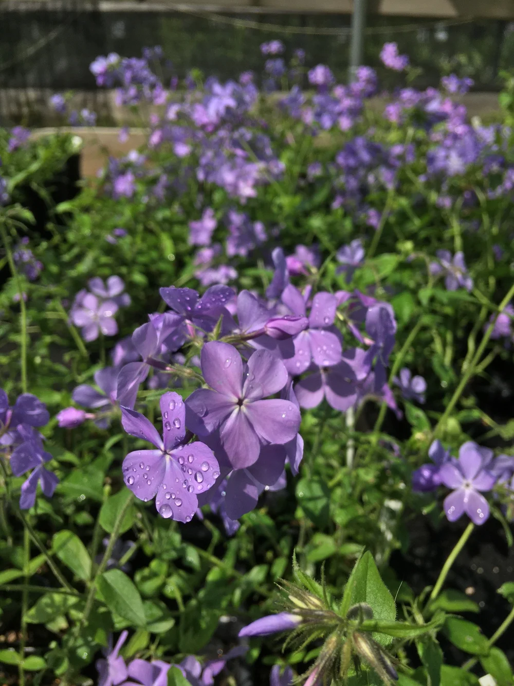Phlox divaricata 'Blue Moon' (Woodland Phlox) — Tennessee Naturescapes